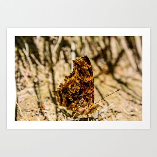 Butterfly Art Print