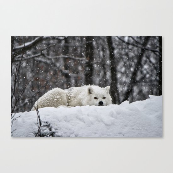 Dreams of warmer weather Canvas Print