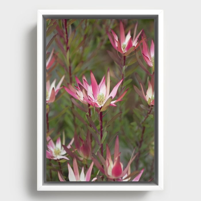 Misty Sunrise Protea Framed Canvas