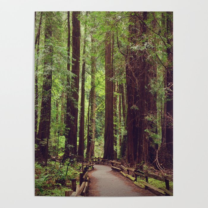 Sequoia tree park | Muir Woods, San Francisco  Poster