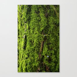 Moss Green, Moss Texture, Textured, Woodland Decor, Nature Art Print, Moss Decor, Nature home, Canvas Print