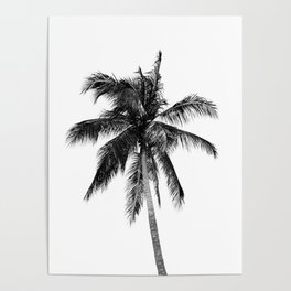 Palm Tree | Black and White Poster