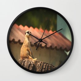 Meerkat Funny Observer #decor #society6 #buyart Wall Clock | Zoo, Photo, Suricat, Color, Outdoor, Animal, Portrait, Digital, Meerkat, Nature 