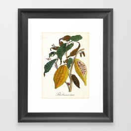 Cacao Tree Branch With Leaves and Fruits Framed Art Print
