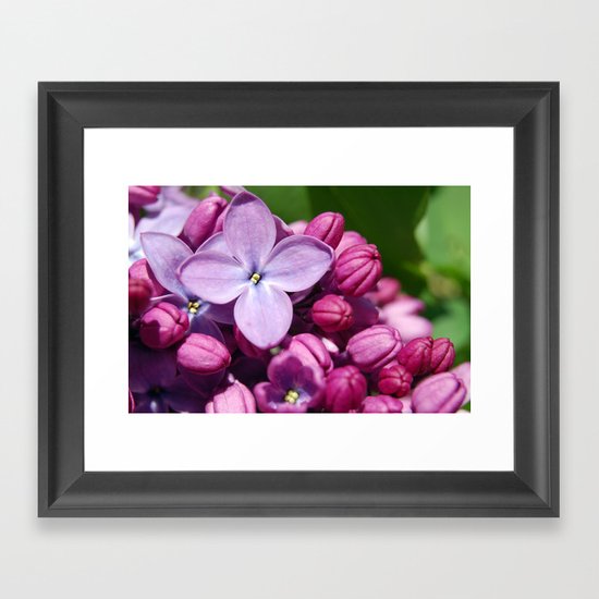 Lilac Framed Art Print
