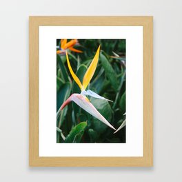 Bird of Paradise Framed Art Print