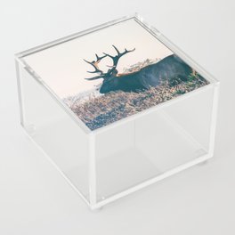 Grace Bull Acrylic Box