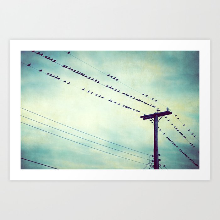 Teal Birds On Wire Photography Turquoise Bird Wires Aqua Black