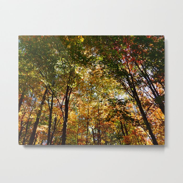 Through the Trees in October Metal Print