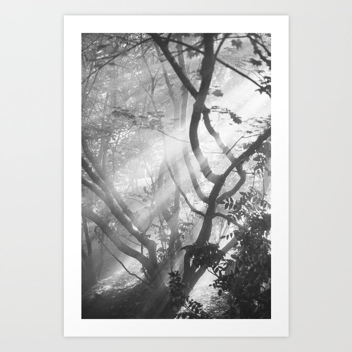 Light in the Trees | PNW Nature | Snoqualmie Falls Black and White Photography Art Print