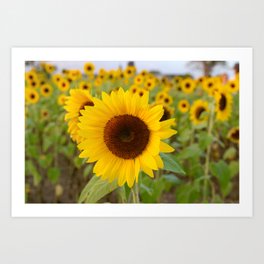 Sunflower Field Art Print | Helianthus, Inflorescence, Sunflower, Blooming, Tome213, Bloom, Farm, Naturebackground, Flowering, Blossom 