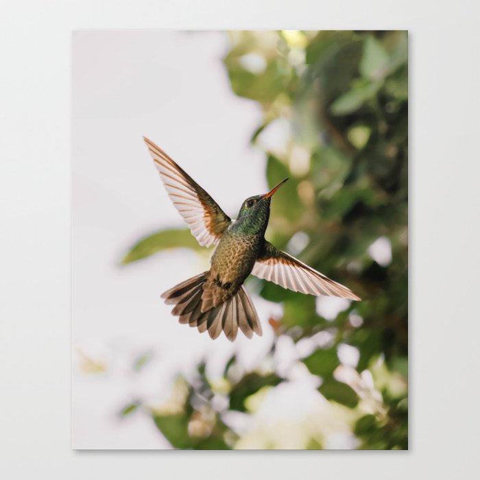 Hummingbird Canvas Print