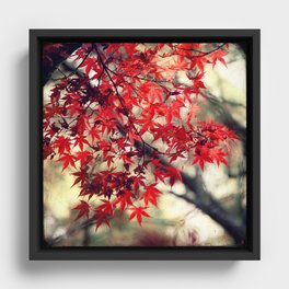 Japanese Maple Framed Canvas