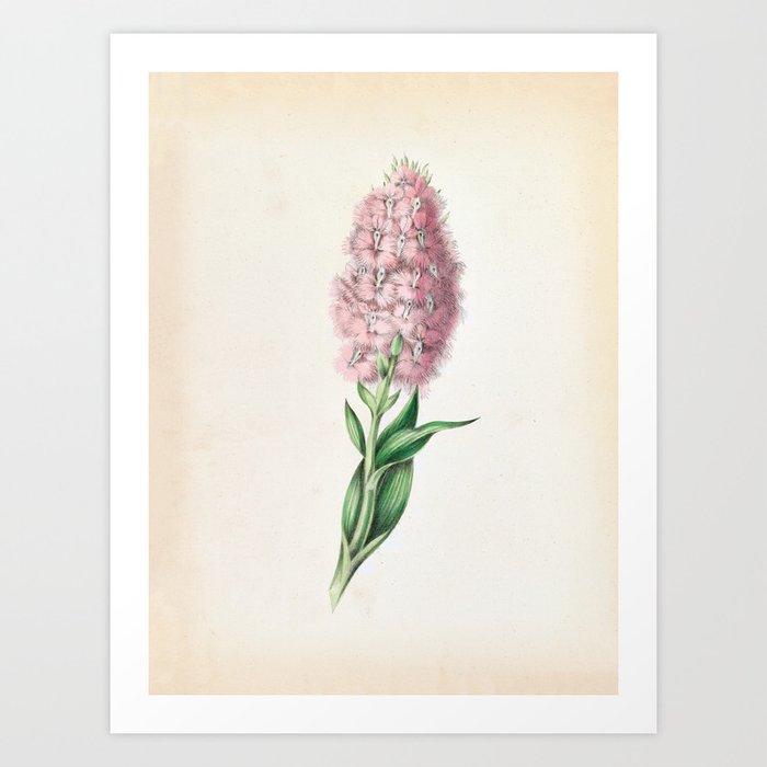 Fringed orchis by Clarissa Munger Badger, 1859 (benefitting The Nature Conservancy)  Art Print