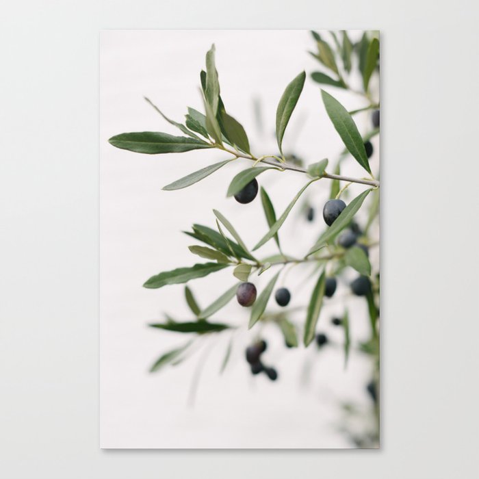 Green Olive branches | Olive Tree | Travel Photography | Art Print | Minimalistic | Fine Art Print Canvas Print