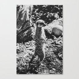 Nosy lil guy Canvas Print