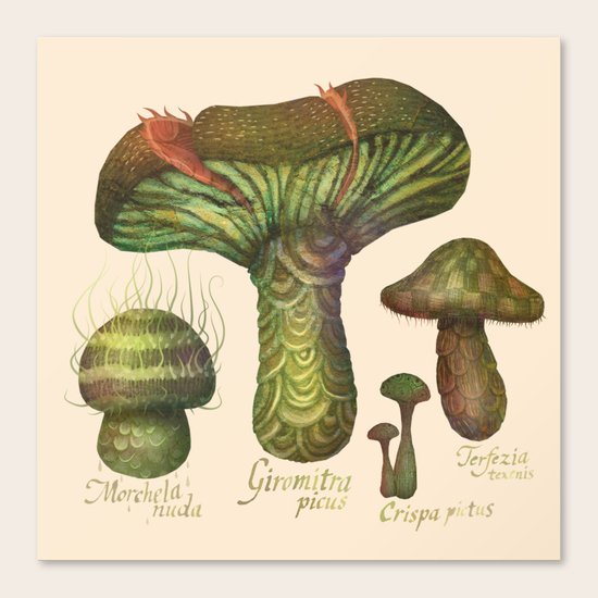 Mushrooms Canvas Print