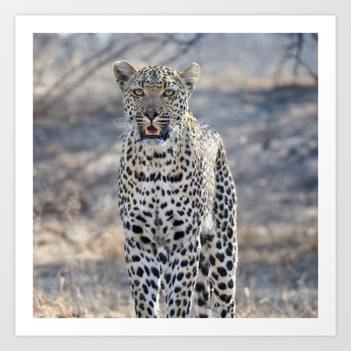 South Africa Photography - White Leopard In The Winter Weather Art Print