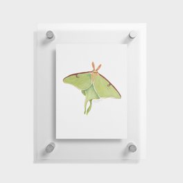 Luna Moth Floating Acrylic Print