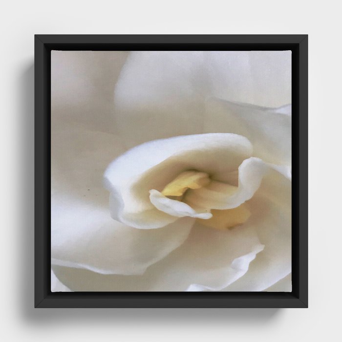 Gardenia 1 Framed Canvas