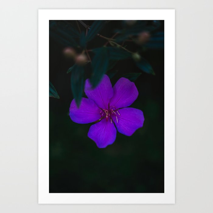 Manacá da Serra - Purple Flower #1 Art Print
