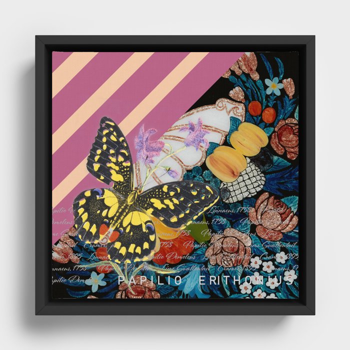 Papilio Erithonius Framed Canvas