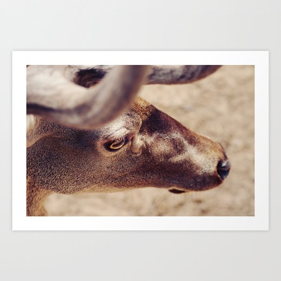 DEER Art Print