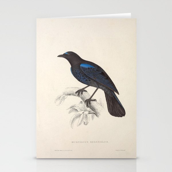 Malabar whistling-thrush by Elizabeth Gould from "A Century of Birds from the Himalaya Mountains" Stationery Cards