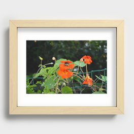 Bottoms Up Bumblebee Recessed Framed Print