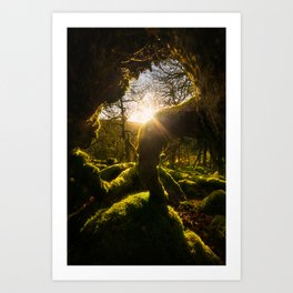 Ireland Wild Forest (RR01) Art Print