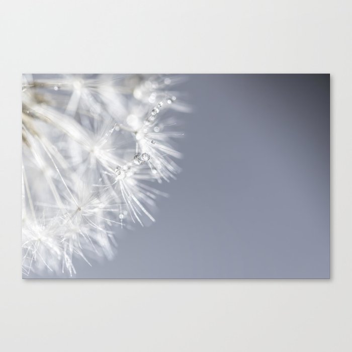 Sparkling dandelion with droplets - Flower water Canvas Print