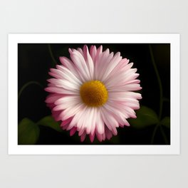 Pink daisy blossom floral tropical still life painting Art Print