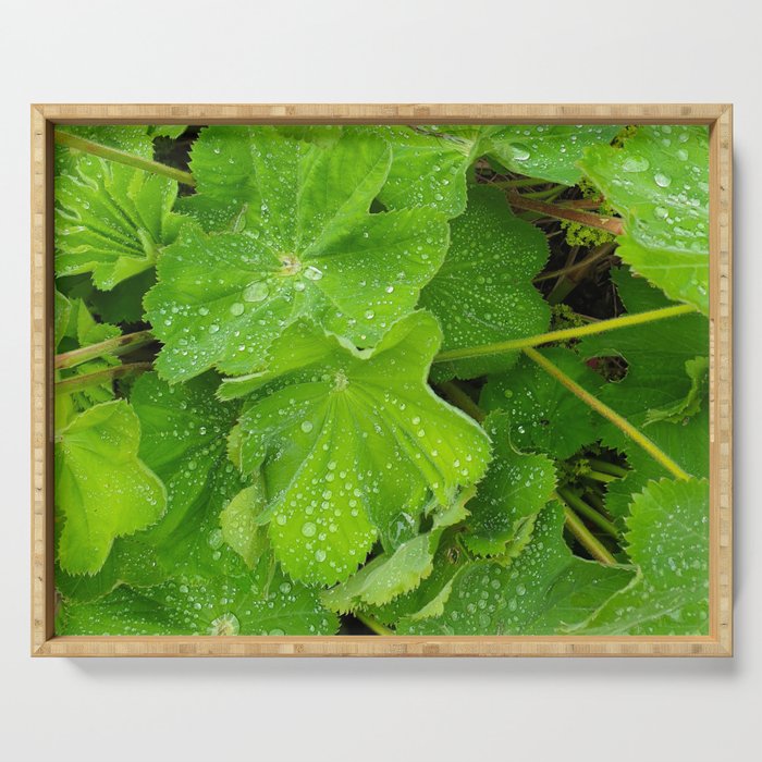 Dew Drops On The Green Leaves Serving Tray