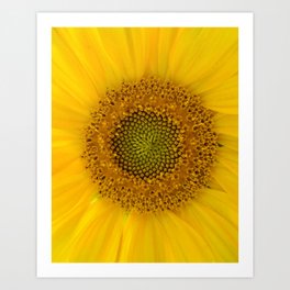 The Sunflower Zoom Art Print | Flowers, Sunflowerdecoration, Divineratio, Photo, Color, Commonsunflower, Goldenratio, Zoom, Yellow, Sunflower 