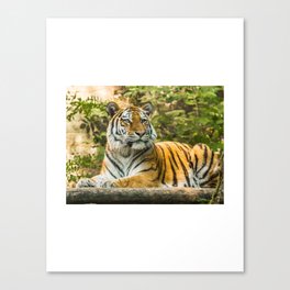 Tiger in the nature Canvas Print