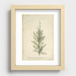 Botanical Juniper Recessed Framed Print