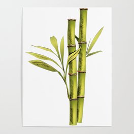 Bamboo evergreen perennial flowering subfamily Bambusoideae Poaceae Kannada Poster