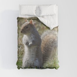 Wildlife photography, Eastern Gray Squirrel, nature Comforter