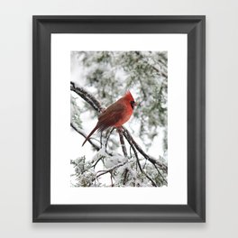 Wet Snow Cardinal  Framed Art Print