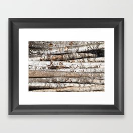 striped birch trunks Framed Art Print