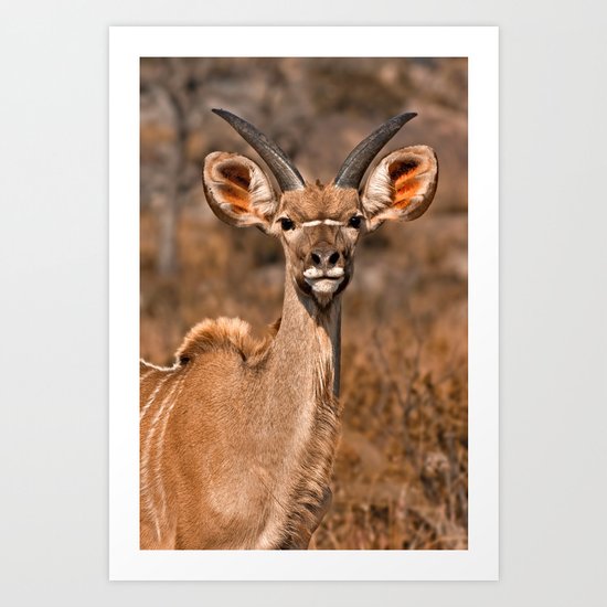 Young Kudu Art Print