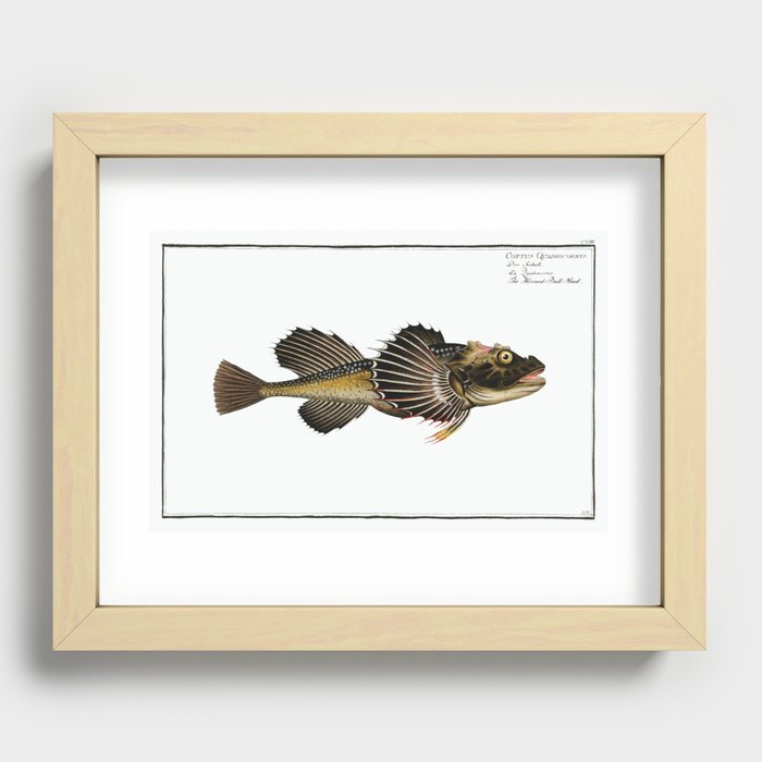 Horned Bull-Head (Cottus Quadricornis) from Ichtylogie, or Natural History General and Particular of Recessed Framed Print