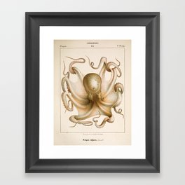 Octopus from "Mollusques Méditeranéens" by Jean Baptiste Vérany, 1851 Framed Art Print