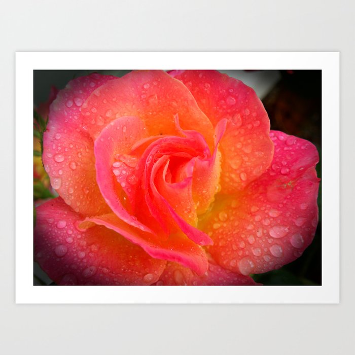 Spring Showered Rose Art Print