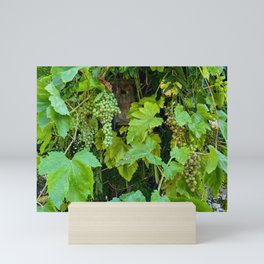 Grapes Mini Art Print