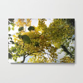Sunshine Through the Leaves Metal Print | Leaf, Hdr, Sun, Photo, Leaves, Leafgreen, Digital, Forest, Limegreen, Summer 