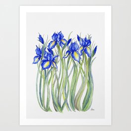 Blue Iris, Illustration Art Print