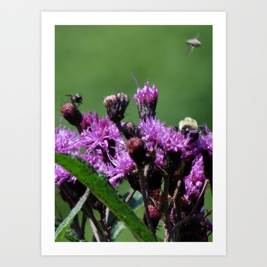 Violet Flowers Bee Photo Photograph 1 Art Print