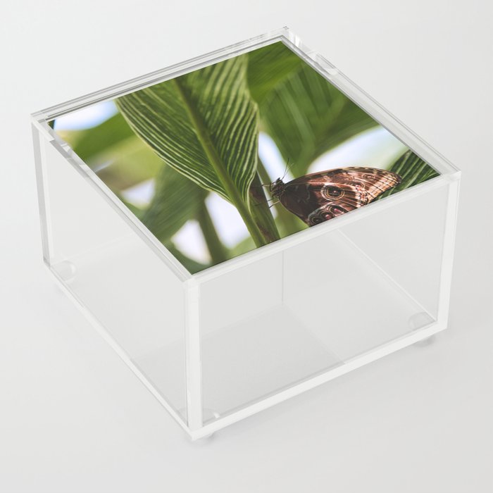 Morpho Butterfly  Acrylic Box