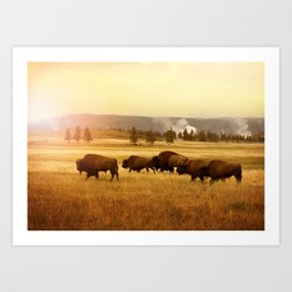 Bison at Yellowstone Art Print